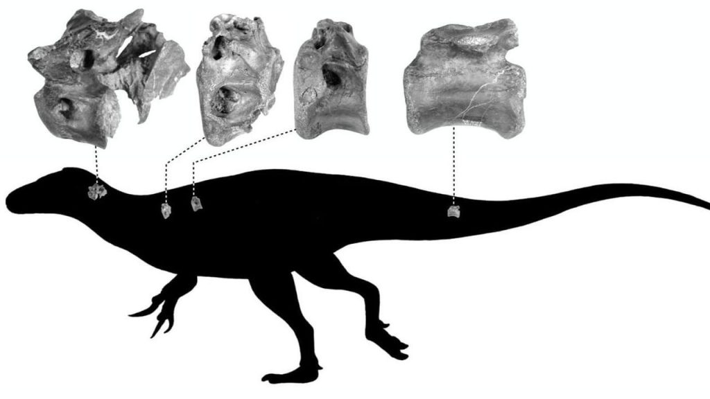Fosil Dinosaurus